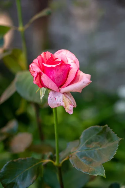 Een Verticaal Shot Van Een Groeiende Rose Roos — Stockfoto