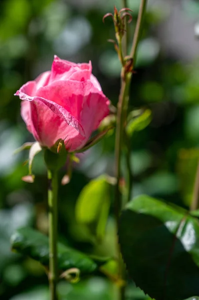 一朵正在生长的粉色玫瑰的垂直拍 — 图库照片