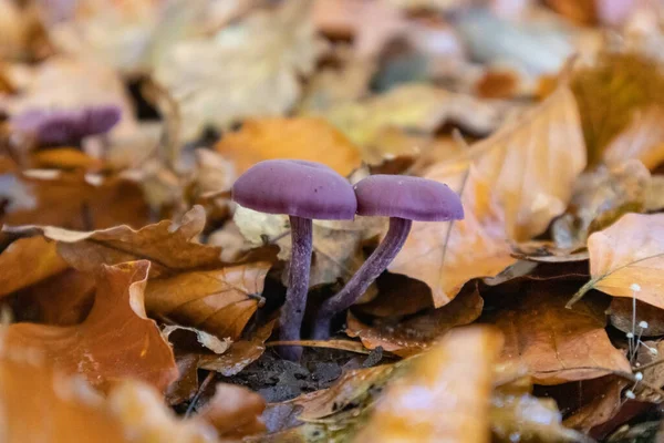Macro Shot Small Purple Mushrooms Surrounded Dried Leaves — Stockfoto