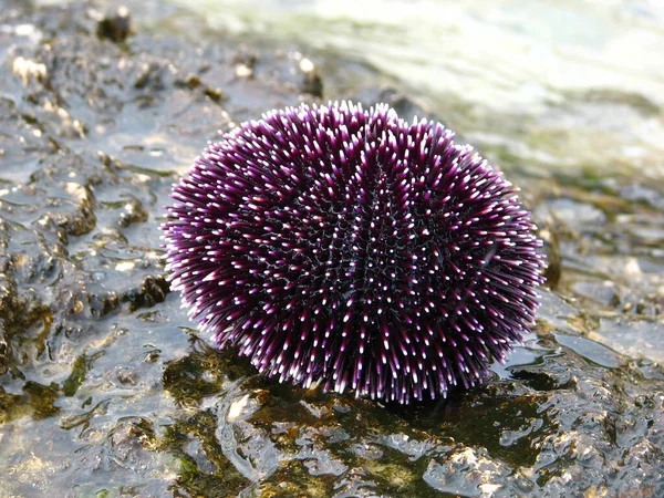 一个紫色的海胆在潮湿的岩石上 — 图库照片