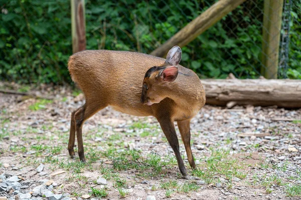 Een Shot Van Een Klein Hert Staand Het Dierenpark — Stockfoto