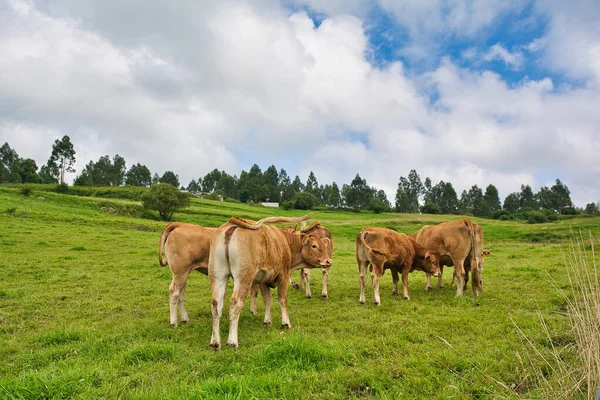 Ein Blick Auf Braune Kühe Bos Taurus Auf Dem Feld — Stockfoto