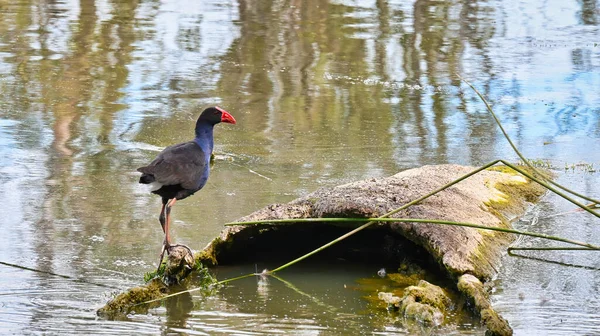 Swamp Hen Στέκεται Ένα Παλιό Κούτσουρο Στη Λίμνη Mulwala Στην — Φωτογραφία Αρχείου