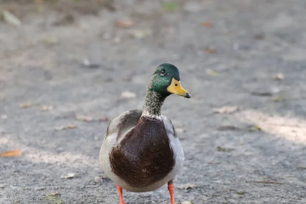 Närbild Vacker Anka Marken — Stockfoto