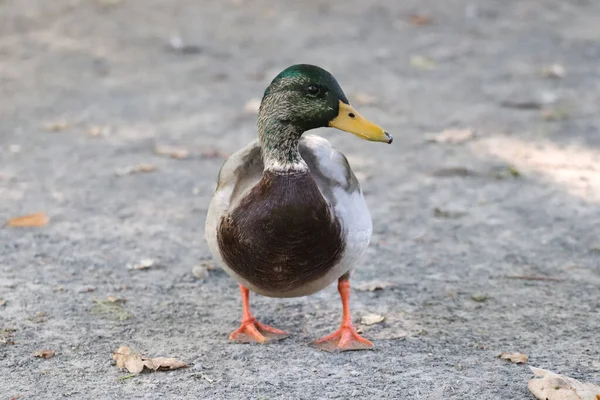 Närbild Vacker Anka Marken — Stockfoto