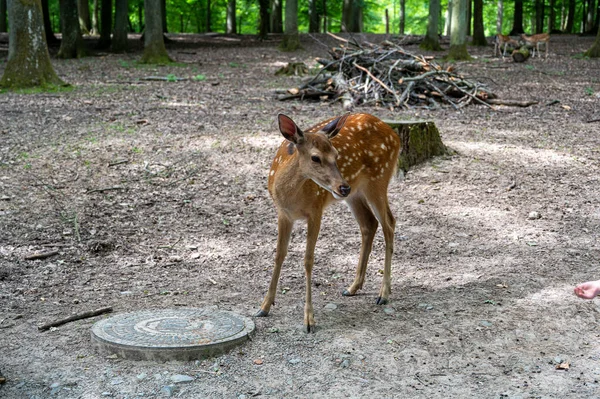 Beautiful Deer Standing Natural Habitat — Stockfoto