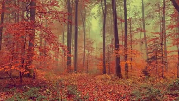 カラフルな紅葉の美しいショット — ストック動画