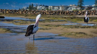 Two Pelicans preening themselves at The Entrance NSW Australia clipart