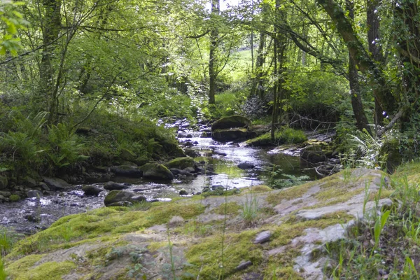 Ein Schöner Blick Auf Einen Kleinen Fluss Wald Rio Pisuena — Stockfoto