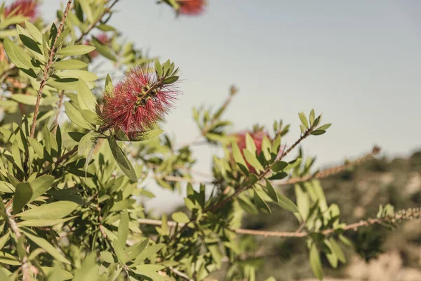 Egy Közeli Kép Callistemon Rigidus Egy Napsütéses Napon — Stock Fotó