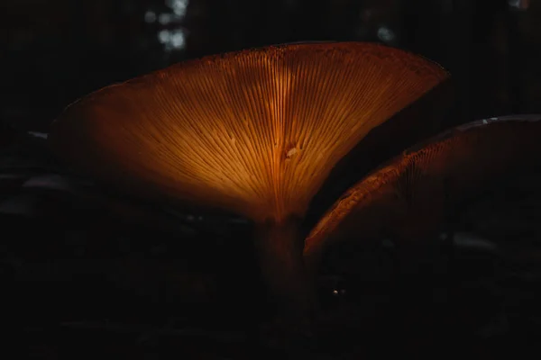 Ein Dunkler Blick Auf Eine Textur Eines Pilzes — Stockfoto