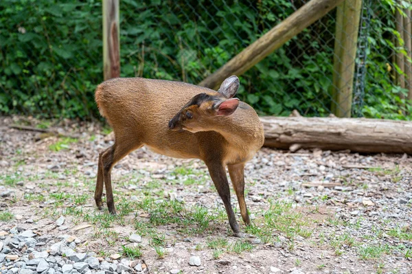 Deer Forest — Stock Photo, Image