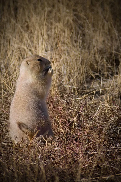 Vertical Shot Black Tailed Prairie Dog Field Colorado — Fotografia de Stock