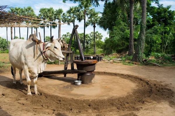 Ταϊλάνδη Ραζαστάν Ινδία Ασία Αγελάδες Και Άλλα Ζώα Στο Δρόμο — Φωτογραφία Αρχείου