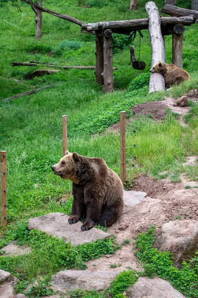 Tiro Los Osos Sentados Parque Animales Con Árboles Cortados Piedras — Foto de Stock