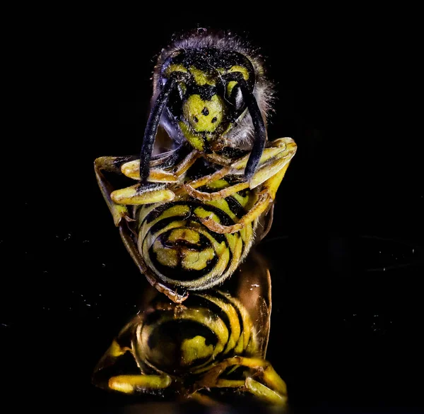 Ένα Κοντινό Πλάνο Μιας Μέλισσας Στο Σκοτεινό Φόντο — Φωτογραφία Αρχείου