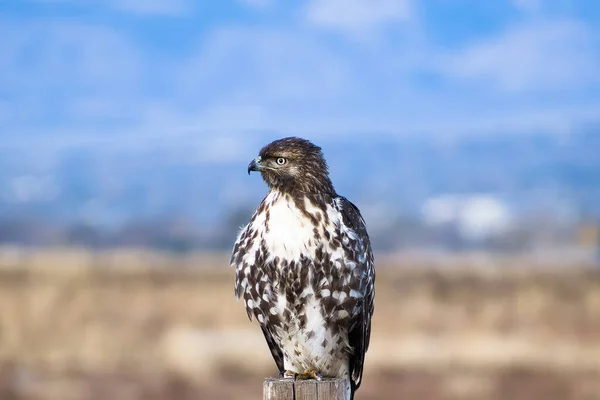 Portrait Red Tailed Hawk Perched Wood Field Colorado — Stock Photo, Image