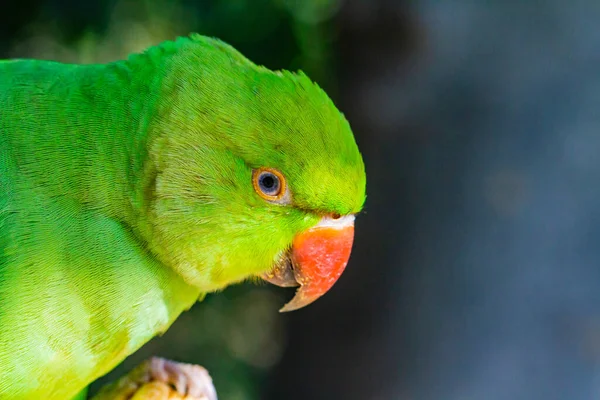 Een Macro Shot Van Het Hoofd Van Rozengeringde Parkiet Een — Stockfoto