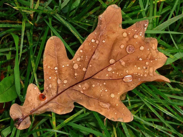 Closeup Shot Dry Leaf Grass Water Droplets — Fotografia de Stock