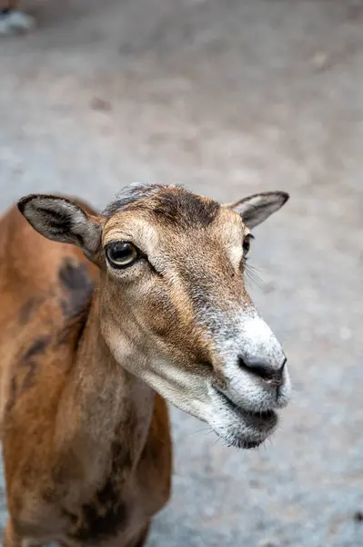 背景がぼやけている動物の公園に立っているヤギの頭の閉鎖 — ストック写真