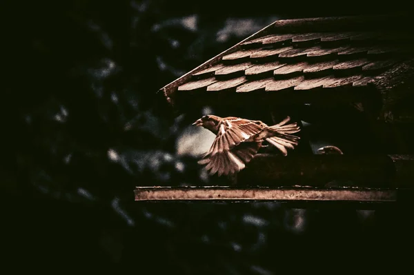 美丽的景色 看到一只小鸟在房顶附近盘旋 — 图库照片