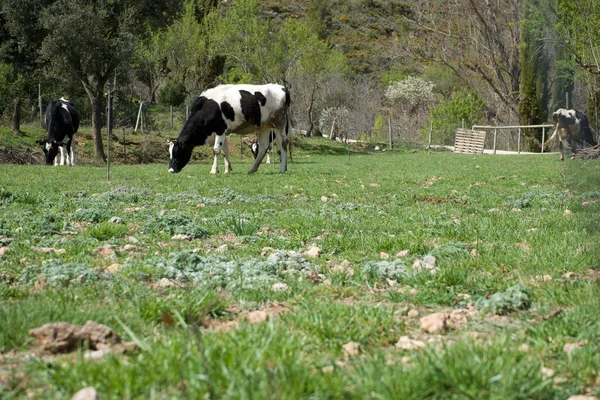Una Manada Ganado Pastando Prado Verde — Foto de Stock