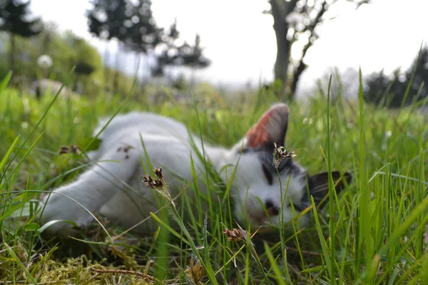 草の上に横になっている白と灰色のケイのクローズアップショット — ストック写真