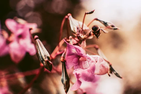 Ένα Κοντινό Πλάνο Ενός Μικρού Εντόμου Ένα Ροζ Λουλούδι — Φωτογραφία Αρχείου
