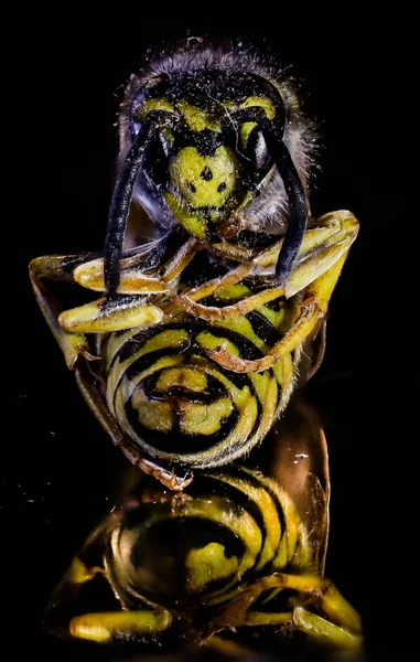 Vertical Closeup Shot Bee Dark Background — Fotografia de Stock