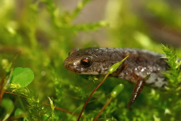 Facial Closeup North American Foer Toed Salamander Hemidactylium Scutatum Hiding —  Fotos de Stock