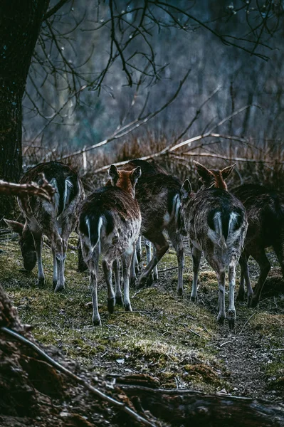 Plan Vertical Une Vue Arrière Ânes Dans Forêt — Photo