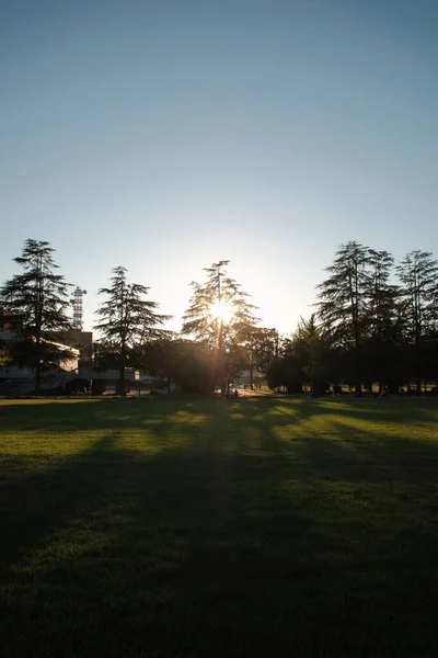 春の緑の草原の美しい夕日 — ストック写真