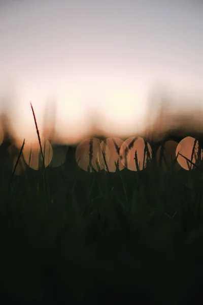 Blurry Shot Sunset Grass — Stockfoto