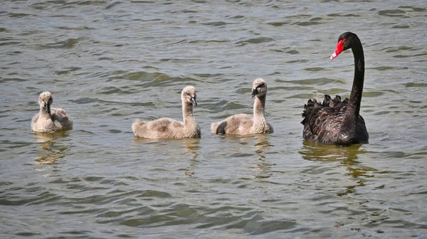 Matka Černá Labuť Tři Cygnety Jezeře Mulwala Nsw Austrálie — Stock fotografie