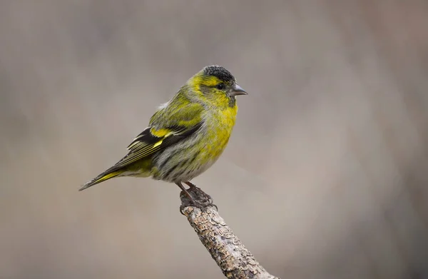 Great Tit Parus Major Sitting Branch — 图库照片