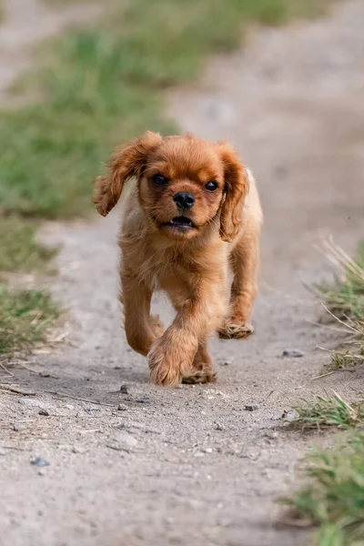 Chien Cavalier Roi Charles Chiot Mignon Courant Dans Nature — Photo