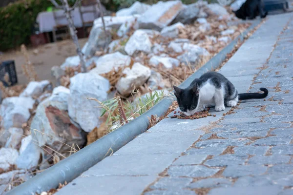 Ένα Κοντινό Πλάνο Μια Ασπρόμαυρη Γάτα Τρώει Φαγητό Στο Πάρκο — Φωτογραφία Αρχείου