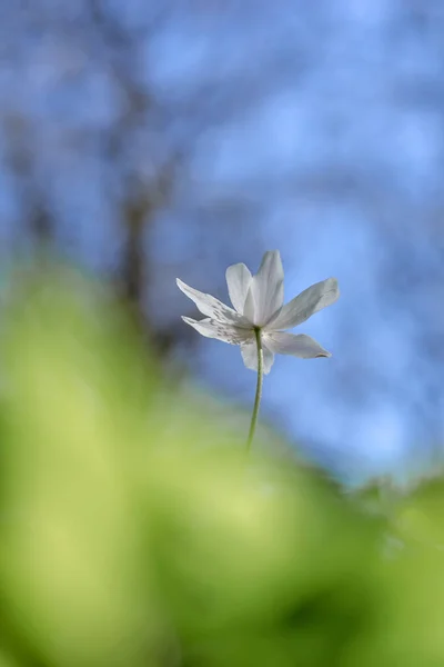 Gyönyörű Fehér Virág Kertben — Stock Fotó