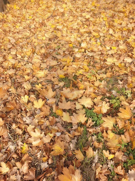Lawn Park Covered Colorful Dried Leaves — Stock Photo, Image