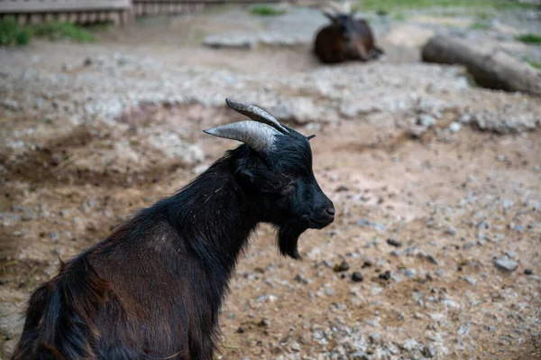 Closeup Shot Goat Long Hair Standing Farm Blurred Background — Stock Photo, Image