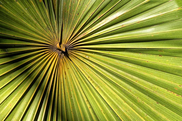 緑の葉の背景熱帯植物 — ストック写真