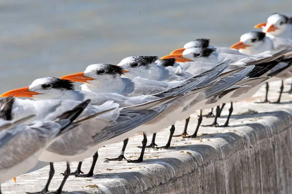 Pigeons Street — Stock Photo, Image