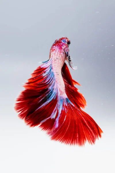 Όμορφα Πολύχρωμα Ψάρια Στο Νερό — Φωτογραφία Αρχείου
