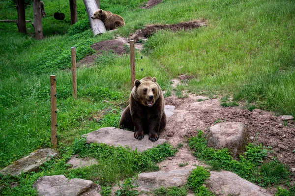 動物園の茶色のクマ — ストック写真