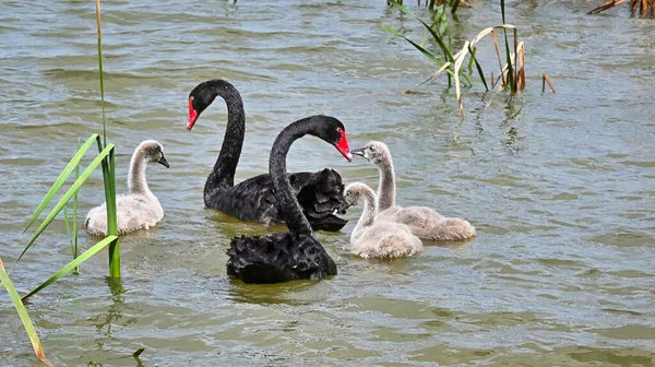 Dos Cisnes Negros Con Sus Cygnets Lago Mulwala Nsw Australia — Foto de Stock