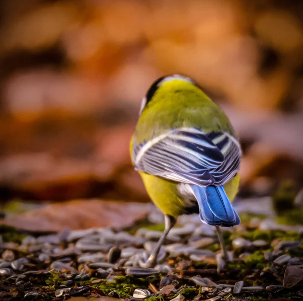 Closeup Shot Beautiful Great Tit Ground — стоковое фото