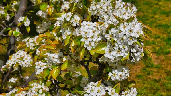 Close Cherry Blossom Flowers Garden Mulwala Nsw Australia — Stock Fotó