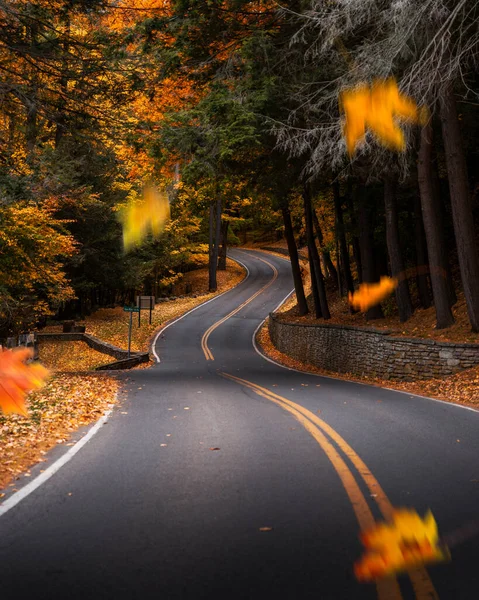 Straße Wald — Stockfoto