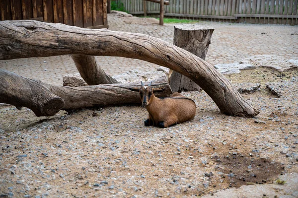 Disparo Del Pequeño Ciervo Sentado Parque Animales Con Árboles Cortados —  Fotos de Stock