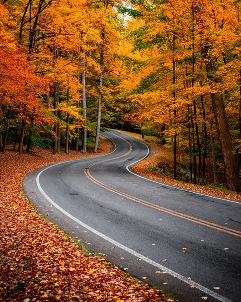 Осенняя Дорога Лесу — стоковое фото